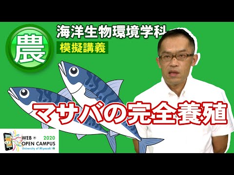 「マサバを完全養殖する！」農学部・長野 直樹