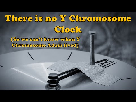 There is no Y Chromosome Clock
