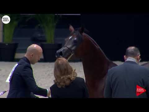 N.109 AANAN LEMBARAK - Paris 2018 - Junior Colts (Class CM 5A)