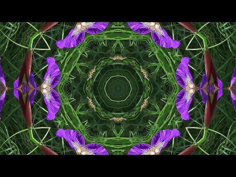 Kaleidoscope Flowers Video