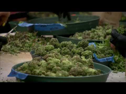 Marijuana Prosecting