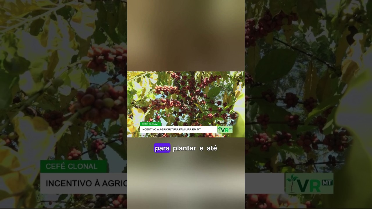 Desvendando o Segredo do Café: Poda para a Prosperidade 🌱