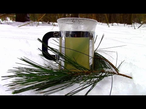 Wildnahrungssuche - Kiefernadeltee