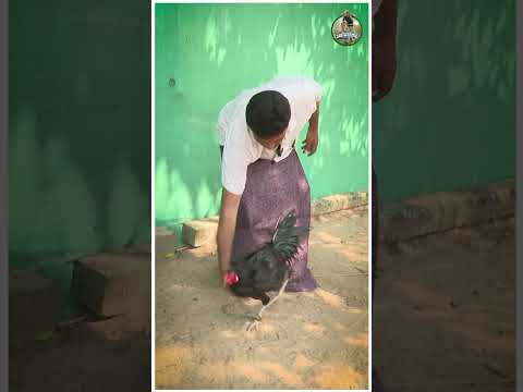 పుంజు మారాజుకి..ఫుల్ బాడీ మసాజ్.!? Pandem Kodi #rooster #kodipunju #shorts #viralshorts