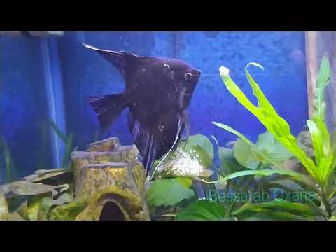 Скалярии, аквариумные рыбки большие и маленькие.