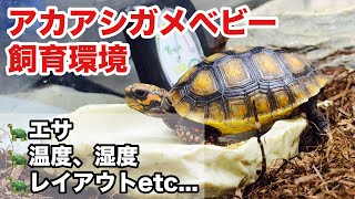 【初心者必見！】アカアシガメベビーを元気に育てる飼育環境！