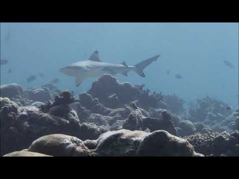 download lagu mp3 mp4 Veligandu Or Vilamendhoo, download lagu Veligandu Or Vilamendhoo gratis, unduh video klip Veligandu Or Vilamendhoo