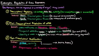 Eukaryotic Regulation of Gene Expression