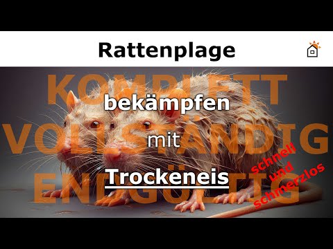 Rattenkolonie vollständig los werden - Ratten bekämpfen mit Trockeneis