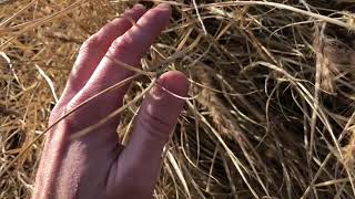 Telepathine - Hiding