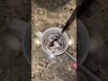 How To Make The Best Tasting Oreo Mug Cake Shorts Cooking Dessert
