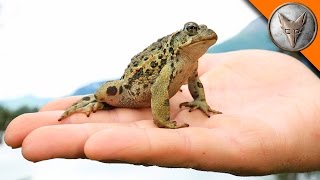 Alaska's Only Toad!