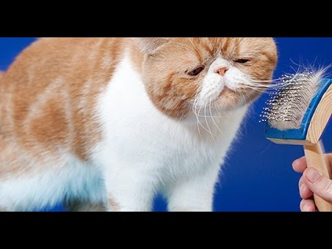 7 Hypoallergenic Cats