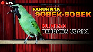 Download lagu MUNTAH TENGKEK UDANG || CUCAK IJO GACOR BUKA PARUH SAMPAI SOBEK-SOBEK mp3