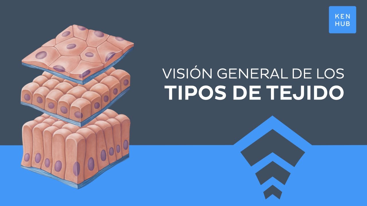 Tipos de tejido: Clasificación, características, funciones  - Anatomía Humana | Kenhub