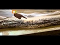 Legendary Snake Omieri On Display At National Museums