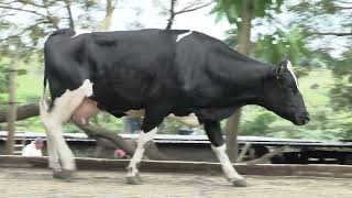 Vídeo 28 - 1º LEILÃO ANUAL SITIO TIMOTEO | VACAS 3/4 E 7/8