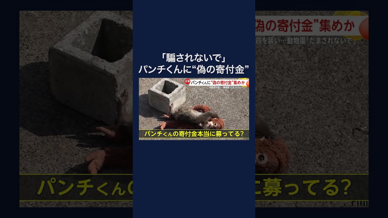 パンチくんのためと称し…飼育員装い実際の動画を無断使用、寄付金サイトへ誘導の“偽アカ”出現　市川市動植物園は注意喚起 #shorts