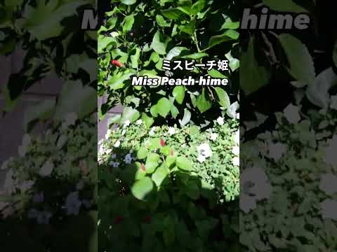 ドワーフローズ「ピンクシンフォニー」 植物