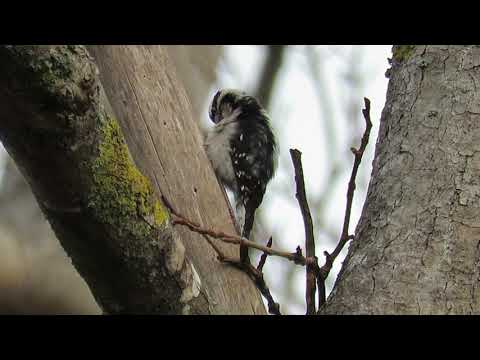 Downy woodpecker drilling
