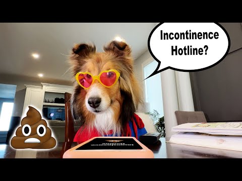 Oh no! The Incontinence Hotline? 💩🐶 Sub to these crazy pups e345