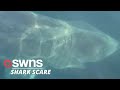 Watch as a 30-foot SHARK passes right next to a fishing boat off the coast of South Carolina | SWNS