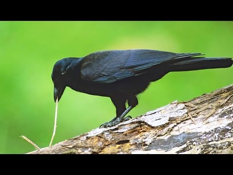 download lagu mp3 mp4 Le Corbeau, download lagu Le Corbeau gratis, unduh video klip Le Corbeau
