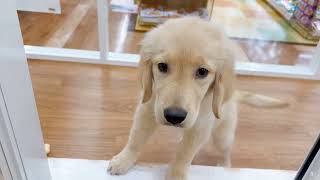 ゴールデンレトリバーの動画02