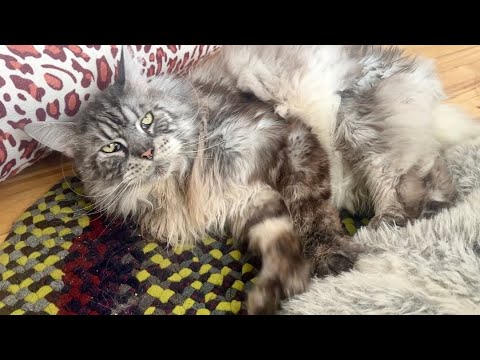 🔉Massive Paws Making Biscuits on a Furry Cat Pillow