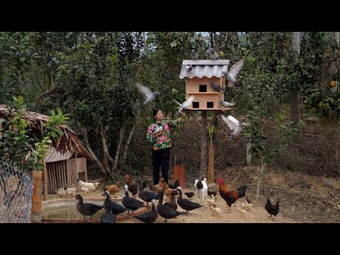 Hâns reis om duiven te temmen en een boerderij op te zetten verbaasde iedereen.