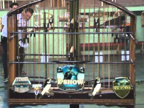 Coleiro É Show do Leandrão de Astolfo Dutra cantando em Leopoldina 06/12/2015