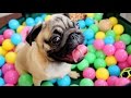 Un pequeño perro es feliz con su nuevo regalo