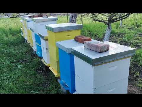 Savjeti Za Početnike U Pčelarstvu - Kupovina/Nabavka Pčelinjih Društava