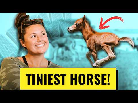 I Missed The Birth Of My Only Mini Horse Baby... | Tiny Horse Zoomies!