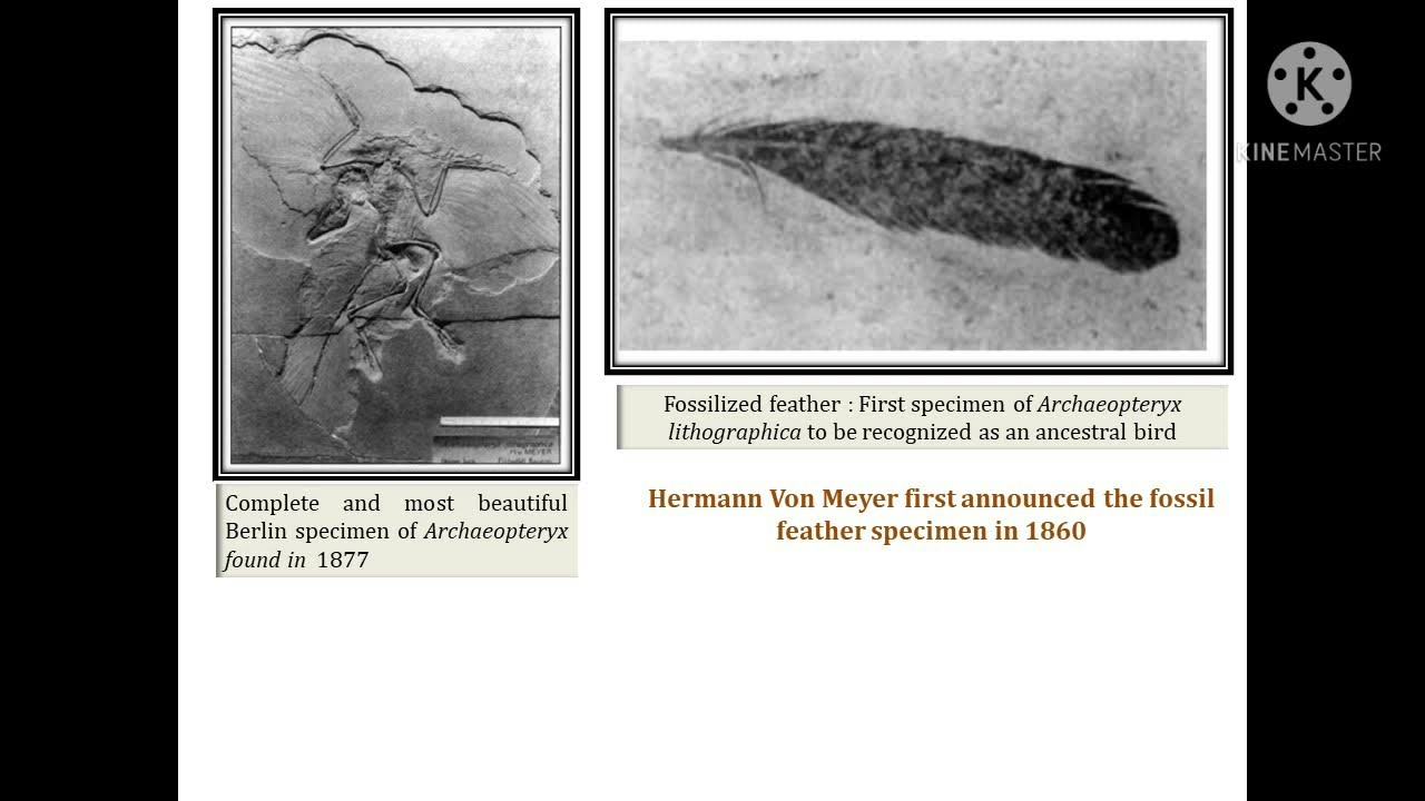 Avian Feather: Part I