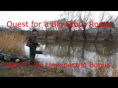 Quest for a Big Stour Roach Part 3 - with an added Bonus