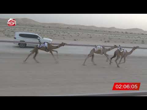  ش 6 (الظبي) لـ السودي ماجد بن غانم المنصوري 3:11 ، شارة الشيخ طحنون 2026/7/31 فطامين الخزنة