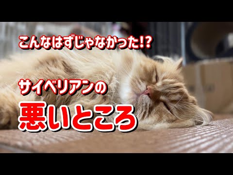 フェリス・シルベストリス