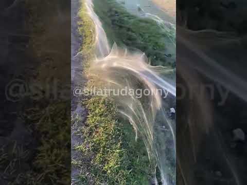 Гигантскую паутину сплели пауки в Горном районе Якутии