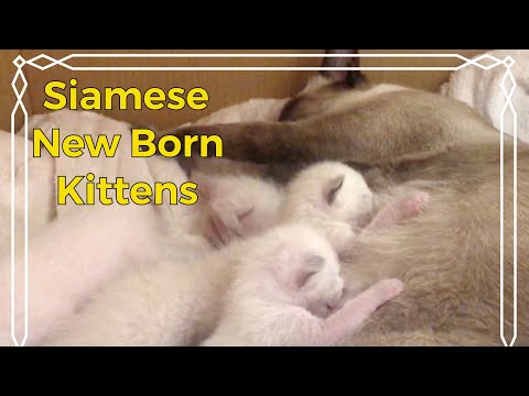 Cat giving birth to 5 Siamese Kittens - Update