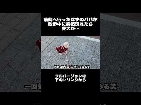 病院帰りのパパを散歩中に見つけた愛犬の反応が&hellip;ｗ #shorts #トイプードル #dog #toypoodle #犬