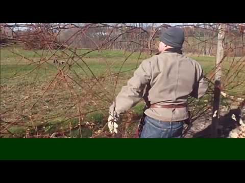 Pruning Mature Grapevines – The Basic Steps - Grape Video #28