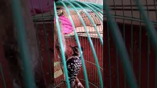 Download lagu Caladi ulam gacor mp3 Download lagu Caladi ulam gacor mp3