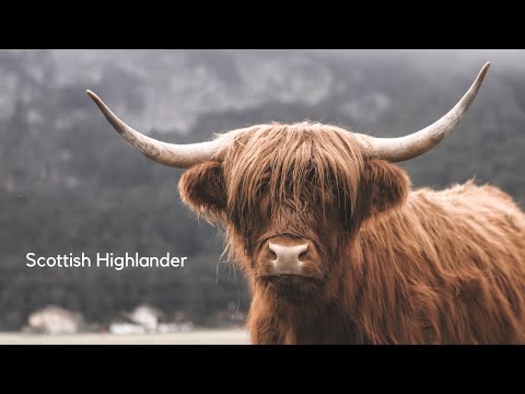 Scottish Highlander | Ambient | Calm | 15 Min