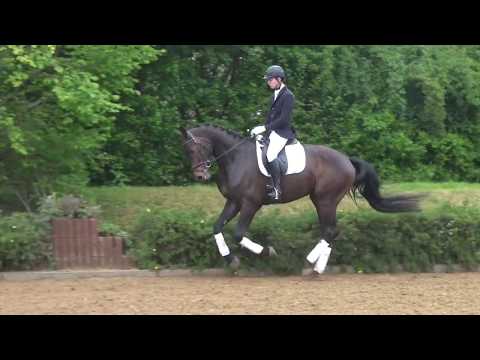 Friedrich - Wallach - 2012 geboren (Frank Sinatra Gold x Sandro Bedo)