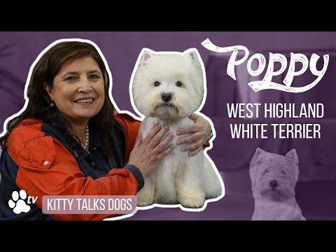 Grooming Poppy the senior West Highland White Terriër | Kitty Talks Dogs - TRANSGROOM