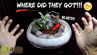 My New OPEN ISLAND Ant Farm Didn't Go As Planned