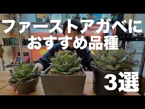 ベルガスター 植物
