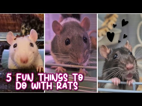 🐀 5 Fun Things to Do with Your Pet Rats! | Bonding Ideas & Enrichment Tips 🧠💛