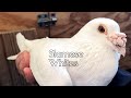 White Racing Pigeons - Foundation Pair